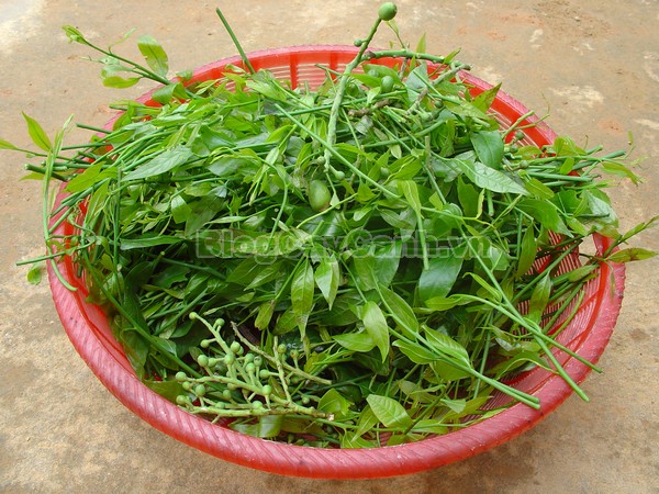 Cây Rau Sắng,cây rau sắng, cay rau sang, công dụng của cây rau sắng, cây mì chính, rau ngọt, cây rau ngót rừng, cây rau ngót quế, cây lai cam, cây tắc sắng, Melientha suavis,