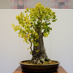 Bạch quả - ngân hạnh bonsai