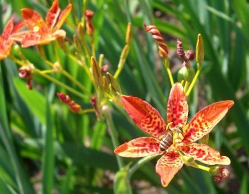 Cây rẻ quạt,rẻ quạt,xạ can,cây xạ can,biển trúc,Belamcanda chinensis,cây hoa đẹp,cây chữa bệnh