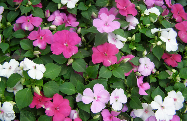 Ngọc thảo,hoa ngọc thảo,hoa chân nến,ngọc thảo kép,hoa ngọc thảo kép