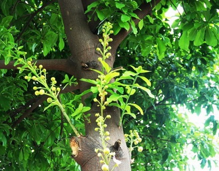 Cây sala,Sa La,sala,cay sala,cây ngọc kỳ lân,cay ngoc ky lan,cây đầu lân,cây hàm rồng,cây sala,Couroupita guianensis