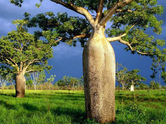Bao báp,cây bao báp,họ gạo,boab,Bombacaceae,cây lớn nhất thế giới,bao báp châu Phi,Bao báp Madagasca,Bao báp Grandidier,Bao báp Perrier,Bao báp Suarez,Bao báp Za,Adansonia digitata,Adansonia grandidieri,Adansonia gregorii,Adansonia madagascariensis,Adansonia perrieri,Adansonia rubrostipa,Adansonia suarezensis,Adansonia za