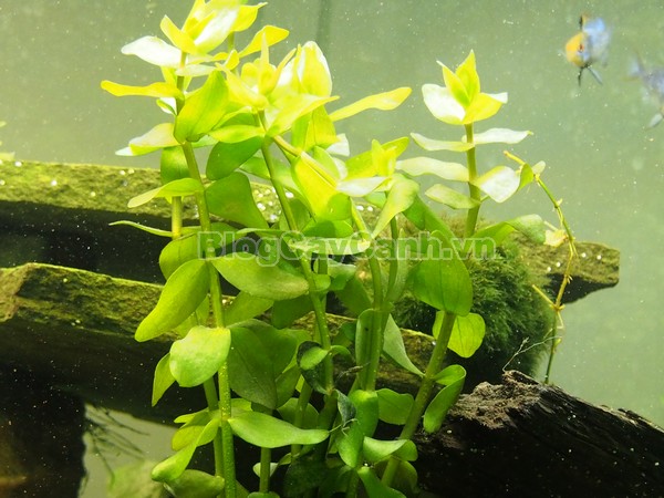 Cây Lệ Nhi,cây lệ nhi, hình ảnh cây lệ nhi, cay le nhi,cây lệ nhi trồng trong nước, Bacopa caroliniana, cây lệ nhi cây thủy sinh, cây thủy sinh đẹp,