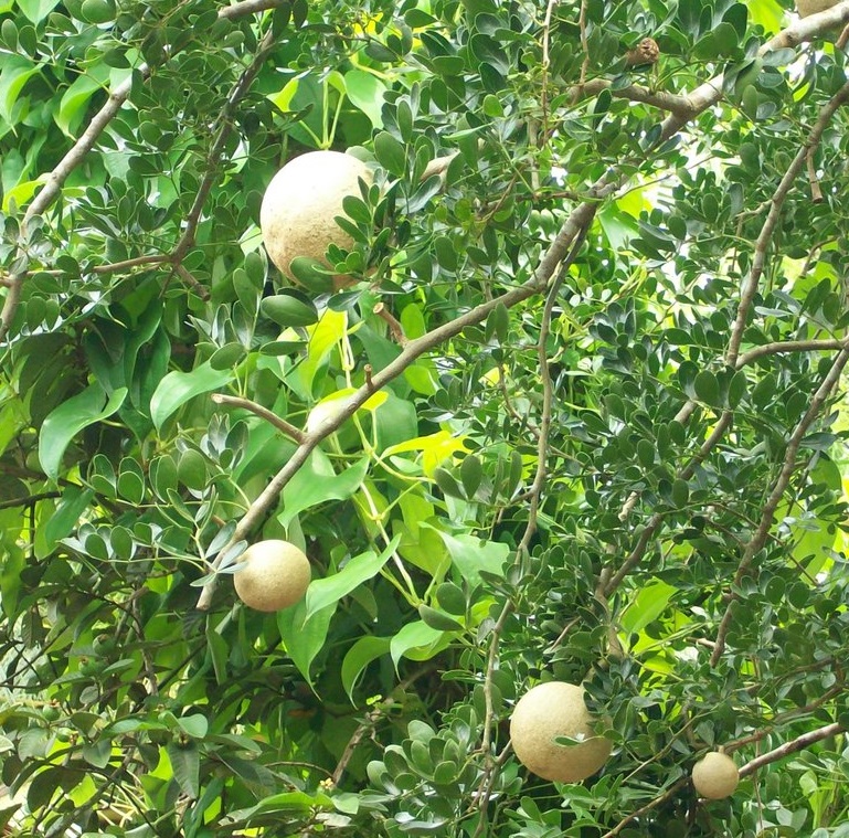 Cây quách,quả quách