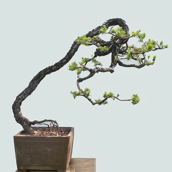 Nghệ thuật cây cảnh bonsai