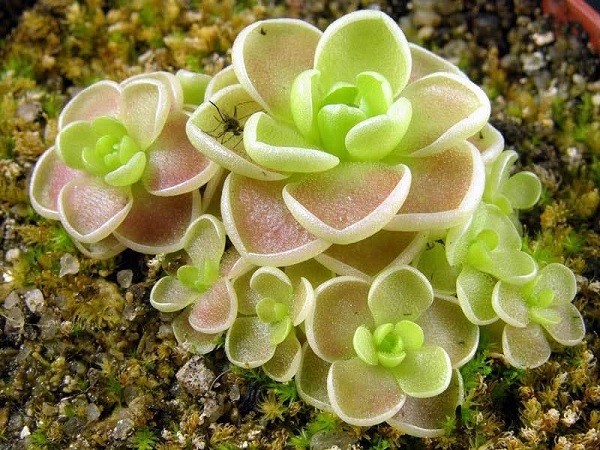Cây cỏ bơ (butterwort)