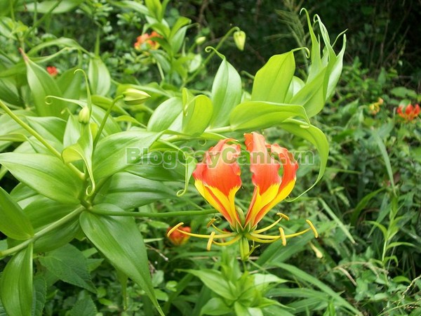 Cây Ngót Nghẻo (Cây ngọt nghẹo),Cây ngót nghẻo, công dụng cây ngót nghẻo, cây ngọt nghẹo, cây huệ lồng đèn, cây gia lan, cây Gloriosa superba, G. simplex,họ Colchicaceae,