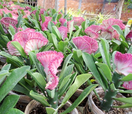 Xương rồng vạn lý trường thành