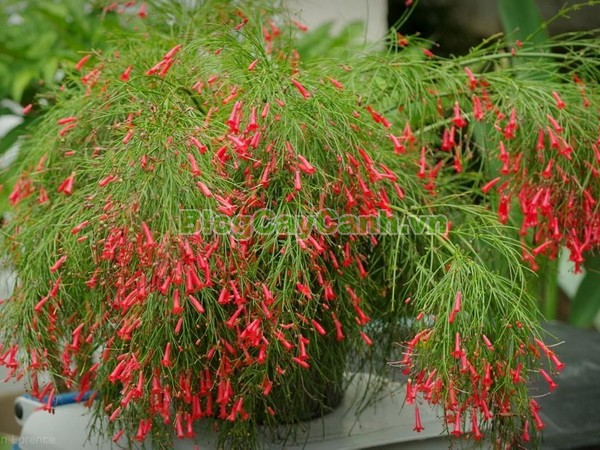 Cây Liễu Tường Hoa Đỏ,cây liễu tường hoa đỏ, họ Hoa mõm sói , Scrophulariaceae., hình ảnh cây liễu tường hoa đỏ, Russelia equisetifomis Schlecht. et Cham., cay lieu hoa do, cây hoa xác pháo, cây xác pháo,