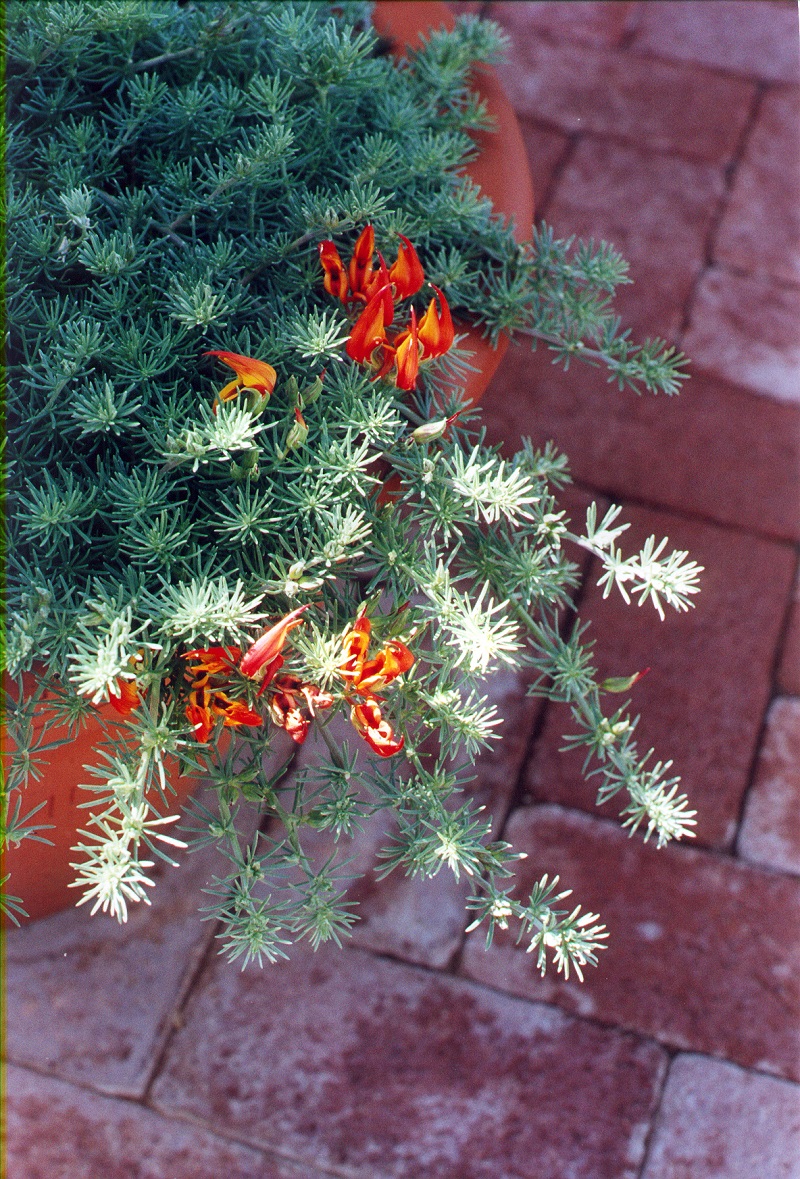 Hoa mỏ vẹt,mỏ vẹt,Lotus berthelotii,họ đậu,Fabaceae,hoa quý hiếm,hoa đẹp