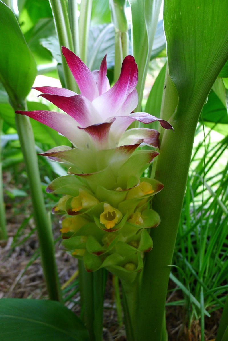 Cây nghệ,nghệ nhà,nghệ trồng,khương hoàng,Curcuma longa,họ gừng,Zingiberaceae,cây thuốc,tác dụng của củ nghệ,củ nghệ làm thuốc,củ nghệ trong ẩm thực
