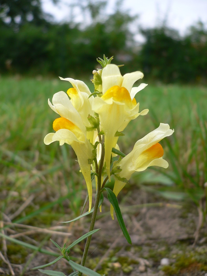Hoa hoàng ngư,hoa kim ngư,Linaria vulgaris,Linaria,hoa mõm chó,họ mã đề,Plantaginaceae Juss