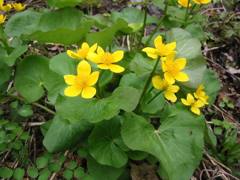 Vị kim đất ẩm,Caltha palustris,họ mao lương,họ hoàng liên,Ranunculaceae