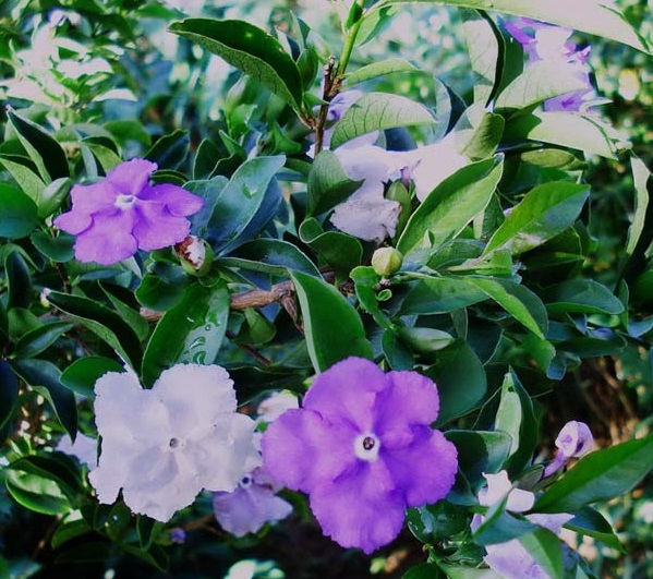 Hoa nhài Nhật,hoa Lài Nhật,nhài Nhật,lài Nhật,hoa nhài,hoa lài,lài hai màu,cà hoa xanh,Brunfeldsia hopeana Benth