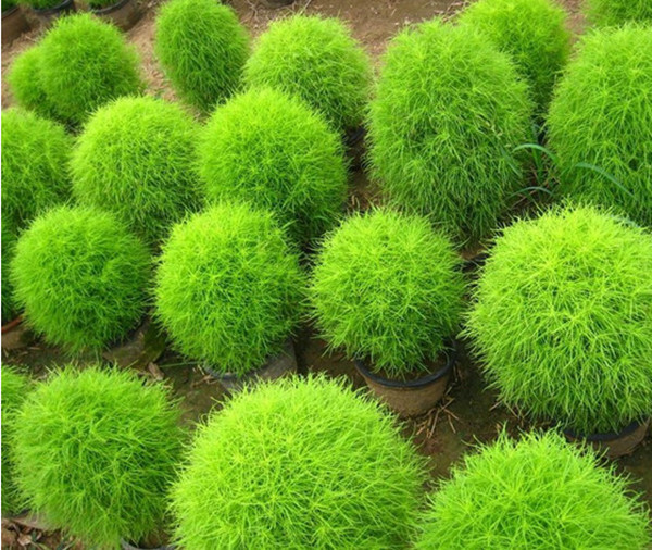 Kochia Scoparia,Bassia scoparia,Summer Cypress,cỏ Kochia,họ Dền,Amaranthaceae