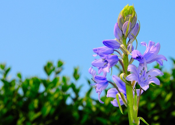 Hoa chuông xanh,hoa chuông,Bluebells,Hyacinthoides