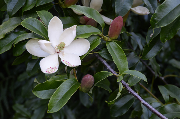 Vàng tâm,cây vàng tâm,Magnolia fordiana,Manglietia fordiana,họ mộc lan,mộc lan,Magnoliaceae,cây công trình,cây ven đường