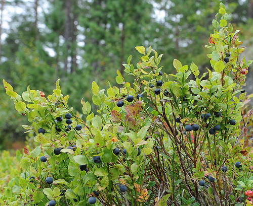Việt quất đen,việt quất quả đen,việt quất,ỏng ảnh,cây ỏng ảnh,Vaccinium myrtillus,Common Bilberry,Bilberry,tác dụng của quả việt quất,việt quất làm thuốc,việt quất chữa bệnh