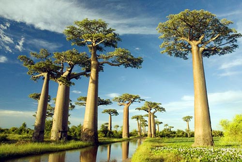 Bao báp,cây bao báp,họ gạo,boab,Bombacaceae,cây lớn nhất thế giới,bao báp châu Phi,Bao báp Madagasca,Bao báp Grandidier,Bao báp Perrier,Bao báp Suarez,Bao báp Za,Adansonia digitata,Adansonia grandidieri,Adansonia gregorii,Adansonia madagascariensis,Adansonia perrieri,Adansonia rubrostipa,Adansonia suarezensis,Adansonia za