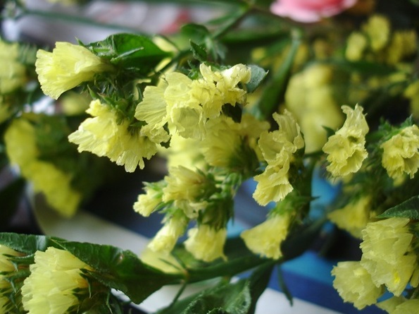 Hoa Salem,salem,Limonium sinuatum,Limonium,Statice,Sea Lavender,Notch Leaf Marsh Rosemary,Marsh Rosemary,Sea Pink,biển hồng,Wavy Leaf Sea Lavender,họ đuôi công,Plumbaginaceae,ý nghĩa của hoa salem