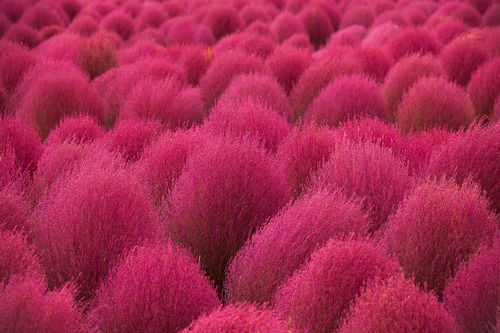 Kochia Scoparia,Bassia scoparia,Summer Cypress,cỏ Kochia,họ Dền,Amaranthaceae