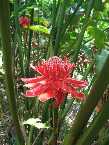 Đa lộc,hoa đa lộc,hoa sen đất,gừng tàu,hoa vạn phúc,Etlingera elatior,họ gừng,Zingiberaceae,đậu khấu