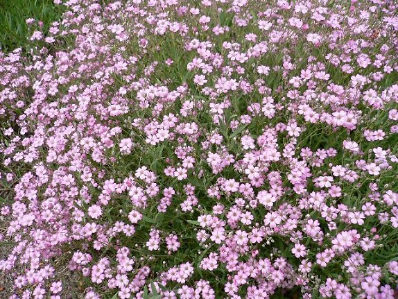 Hoa Baby (chấm bi),Hoa baby,baby,hoa chấm bi,Baby’s breath,ý nghĩa của hoa baby,Gypsophila,Gypsophila paniculata,họ cẩm chướng,Caryophyllaceae,Happy Festival,Festival star,hoa tình yêu,hoa tình nhân,love chalk