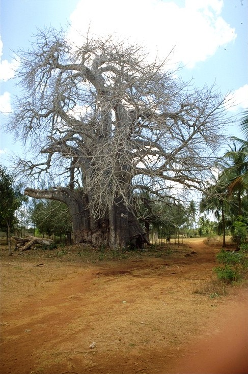 Bao báp,cây bao báp,họ gạo,boab,Bombacaceae,cây lớn nhất thế giới,bao báp châu Phi,Bao báp Madagasca,Bao báp Grandidier,Bao báp Perrier,Bao báp Suarez,Bao báp Za,Adansonia digitata,Adansonia grandidieri,Adansonia gregorii,Adansonia madagascariensis,Adansonia perrieri,Adansonia rubrostipa,Adansonia suarezensis,Adansonia za
