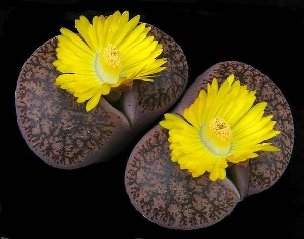 Hoa sỏi,cây hoa sỏi,Lithopturbuniformis,họ phiên hạnh,Aizoaceae,Ficoidaceae