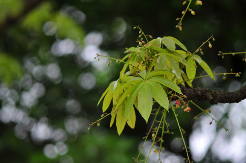 Cây hoa mõ,hoa mõ,cây hoa mõ bên hồ Gươm,cây hoa mõ bên hồ Hoàn Kiếm