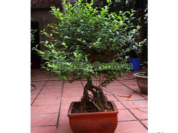 Cây Nhất Chi Mai (Cây Mai Trắng),cây nhất chi mai, họ hoa hồng, Prunus mume Sieb. & Zucc,cây bạch mai, cây hàn mai, cây lưỡng nhị mai, cây nhị độ mai, cây mai trắng, hình ảnh cây nhất chi mai, cây nhất chi mai chữa bệnh, cây nhất chi mai chơi tết, cây mai trắng,
