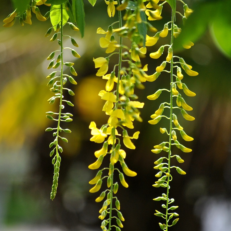 Cây chuỗi vàng,cay chuoi vang,cây kim tước,chuỗi vàng,Golden Chain,Golden Chain Flowers,Kingusari,Laburnum,họ đậu,Fabaceae