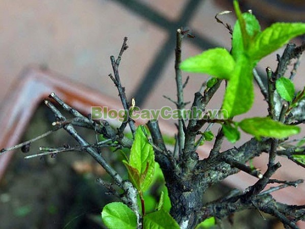 Cây Nhất Chi Mai (Cây Mai Trắng),cây nhất chi mai, họ hoa hồng, Prunus mume Sieb. & Zucc,cây bạch mai, cây hàn mai, cây lưỡng nhị mai, cây nhị độ mai, cây mai trắng, hình ảnh cây nhất chi mai, cây nhất chi mai chữa bệnh, cây nhất chi mai chơi tết, cây mai trắng,