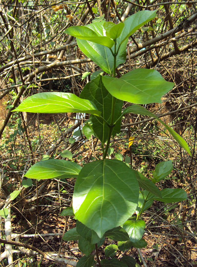 Vọng cách,cây cách,cây cách biển,Premna serratifolia