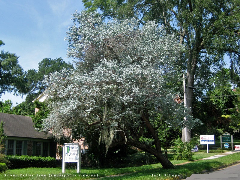 Cây tiền bạc,đô la bạc,Silver dollar,đồng đô bạc,đồng đô la bạc,Eucalyptus cinerea,silver dollar tree