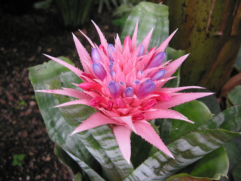 Dứa cảnh gai hồng,dứa cảnh,dứa que diêm,Aechmea fasciata,họ dứa,Bromeliaceae