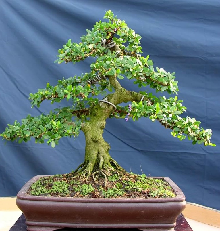 Cây Sam - Linh Sam
