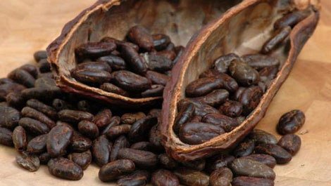 Cacao,cây cacao,Theobroma cacao