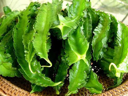 Đậu rồng,đỗ rồng,đỗ xương rồng,đậu xương rồng,đậu khế,đậu cánh,Psophocarpus tetragonolobus,cây ăn quả,họ đậu,Fabaceae