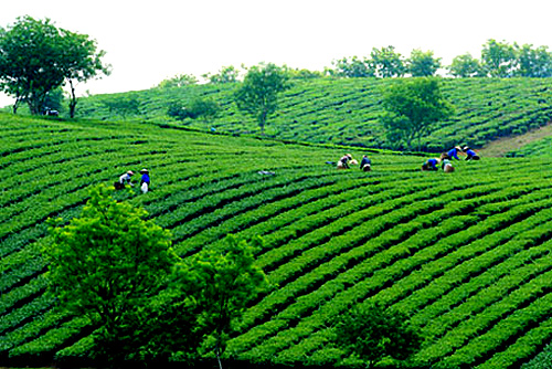 Cây trà,cây chè,Camellia sinensis,trà xanh,trà ô long,trà đen,chè Thái Nguyên,chè Phú Thọ,chè Hòa Bình,chè Tân Cương Thái Nguyên
