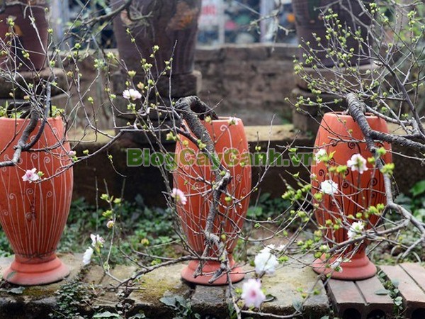 Cây Nhất Chi Mai (Cây Mai Trắng),cây nhất chi mai, họ hoa hồng, Prunus mume Sieb. & Zucc,cây bạch mai, cây hàn mai, cây lưỡng nhị mai, cây nhị độ mai, cây mai trắng, hình ảnh cây nhất chi mai, cây nhất chi mai chữa bệnh, cây nhất chi mai chơi tết, cây mai trắng,