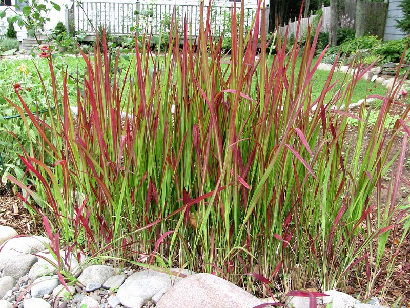 Cỏ tranh,bạch mao,bài thuốc từ rễ cỏ tranh,Imperata cylindrica,Imperata cylindrica (L.) Beauv,họ Lúa,poaceae,bài thuốc từ cỏ tranh,tác dụng của cỏ tranh
