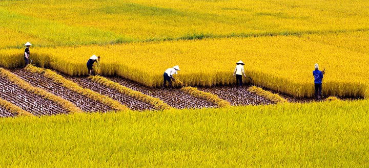 Cây lúa,lúa,Oryza sativa,Oryza glaberrima,họ hòa thảo,họ lúa,họ cỏ,Poaceae,cây lương thực,cây ngũ cốc,ngũ cốc,lục cốc,ruộng bậc thang,ruộng bậc thang Hoàng Su Phì