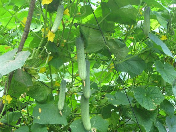 Dưa chuột,dưa leo,cây ăn quả,Cucumis sativus,họ bầu bí,Cucurbitaceae,tác dụng của dưa chuột,tác dụng làm đẹp của dưa chuột