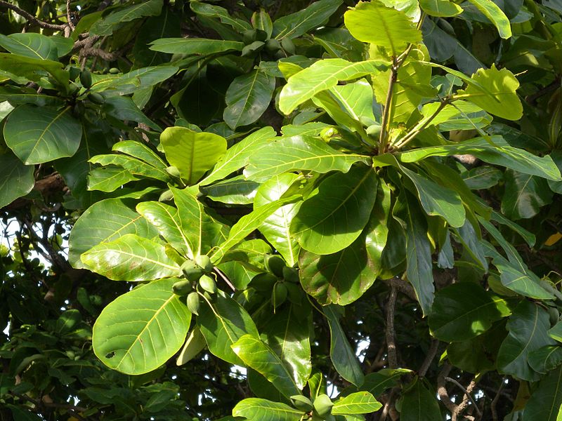 Cây bàng