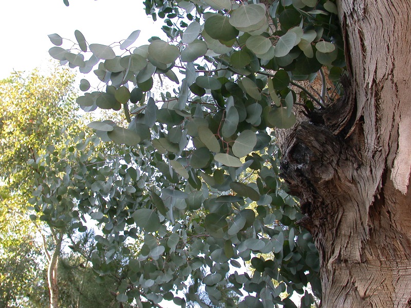 Cây tiền bạc,đô la bạc,Silver dollar,đồng đô bạc,đồng đô la bạc,Eucalyptus cinerea,silver dollar tree