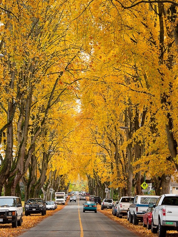 Đường phố ở Vancouver, Canada