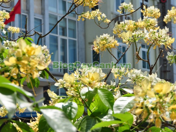 Cây Bún,cây bún, chi Crateva, họ Bạch hoa, Màn Màn,capparaceae,họ Cáp, hình ảnh cây bún, cách chăm sóc cây bún,đặc điểm cây bún, cây bún hà nội, bún nước, cay bun,