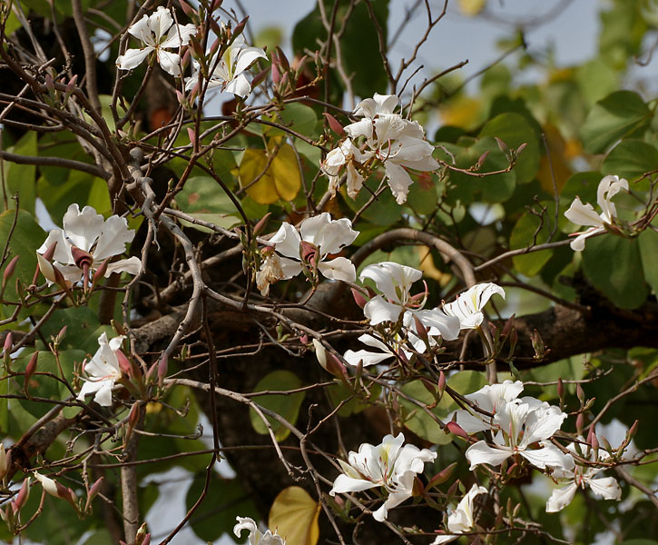 Hoa ban,hoa ban trắng,hoa ban tím,hoa ban hồng,hoa móng bò sọc,hoa ban tây bắc,hoa ban trắng tây bắc,chuyện tình hoa ban