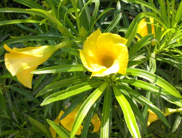 Thông thiên,huỳnh liên,trúc đào hoa vàng,hoàng hoa giáp trúc đào,Thevetia peruviana,Cascabela thevetia,họ trúc đào,trúc đào